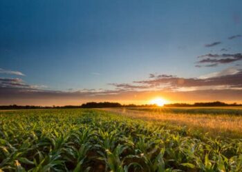 Corn field