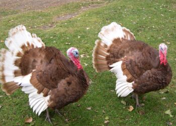 Bourbon Red tom turkeys at Nelson farm
