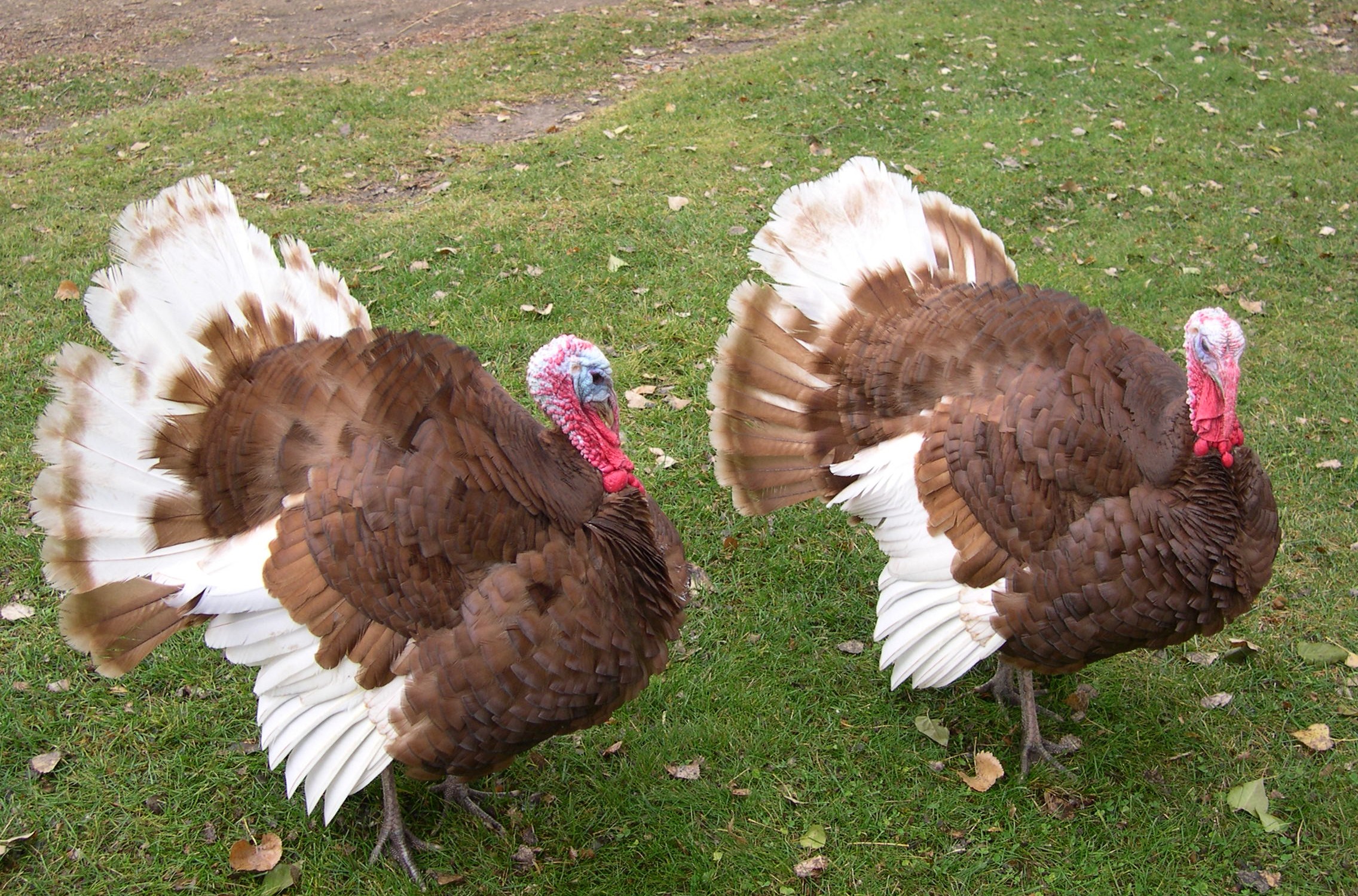 Bourbon Red tom turkeys at Nelson farm