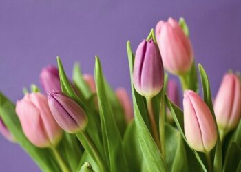 Tulips