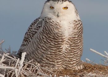 snowy owl