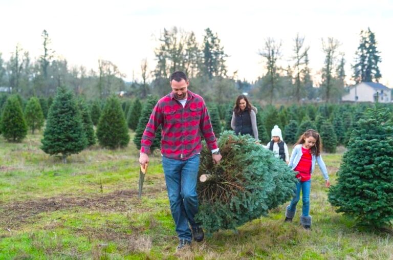 Christmas trees