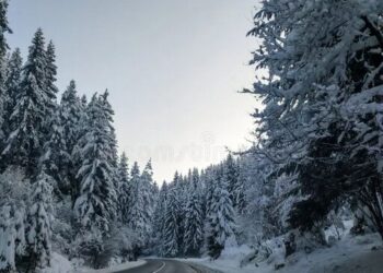 Snowy evergreen trees