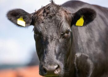 BEEF HEIST: South Dakota cattleman accuses Missouri man of stealing wagyu cattle in fraud case 7 Screenshot 2025 12 15 081226
