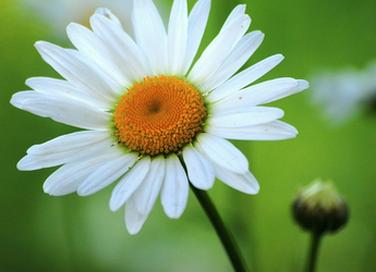 Daisy