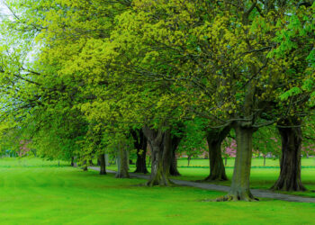 tree 1335343187NC8