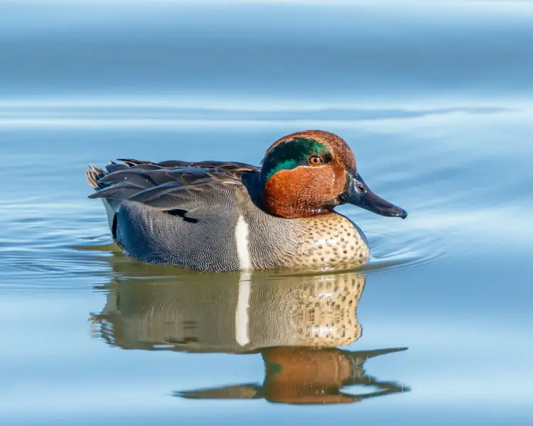 green winged teal male