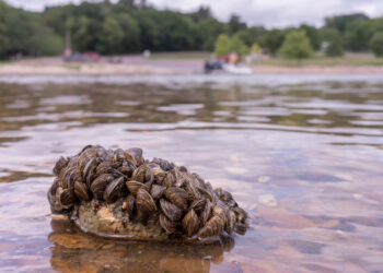 Zebra mussels