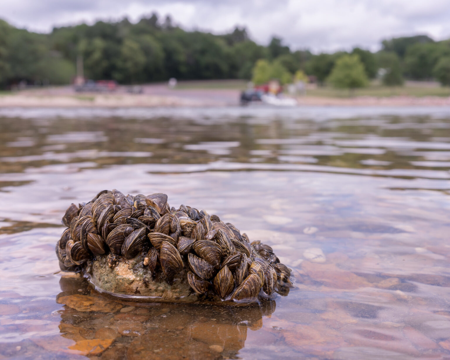 Zebra mussels