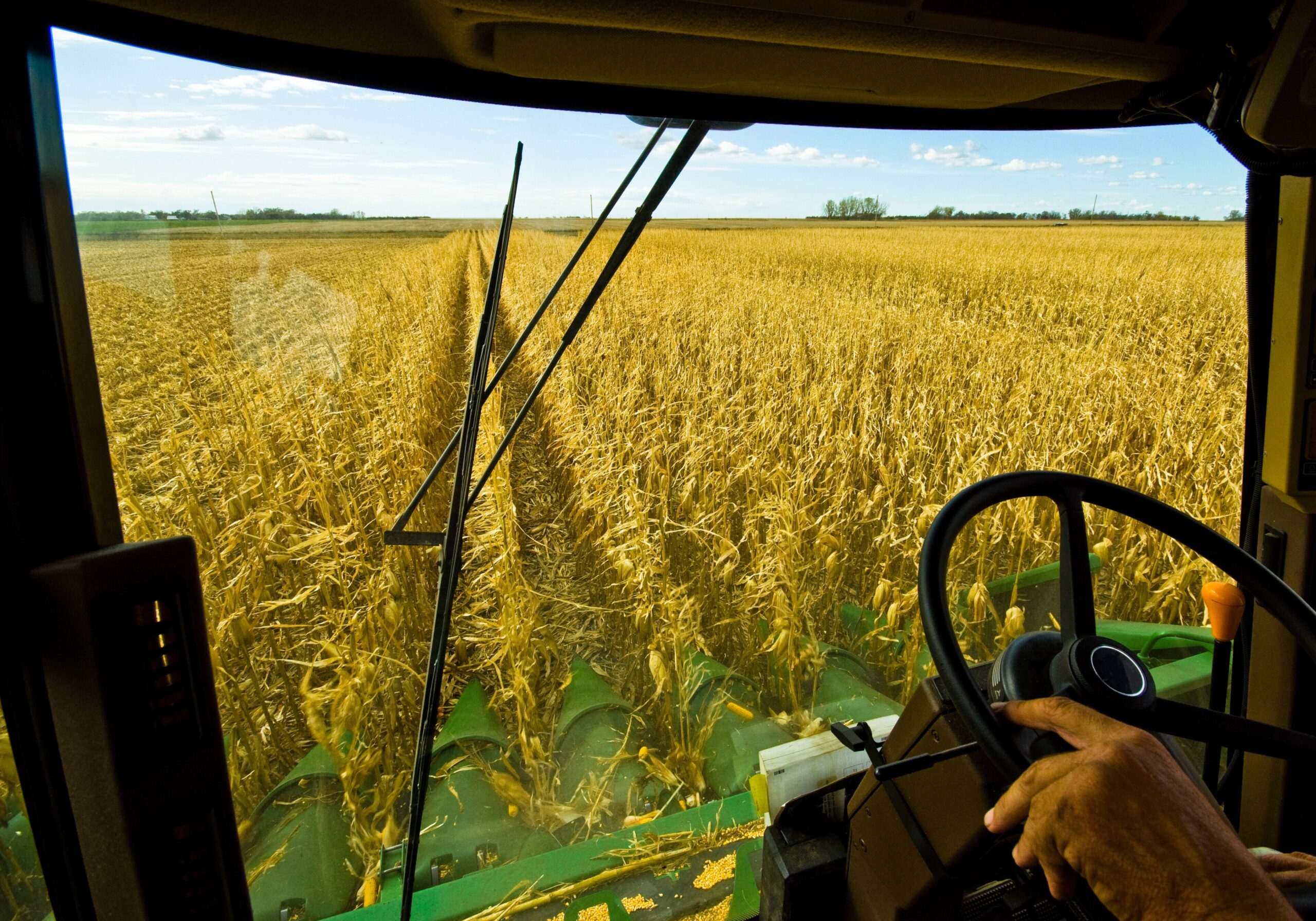 Corn