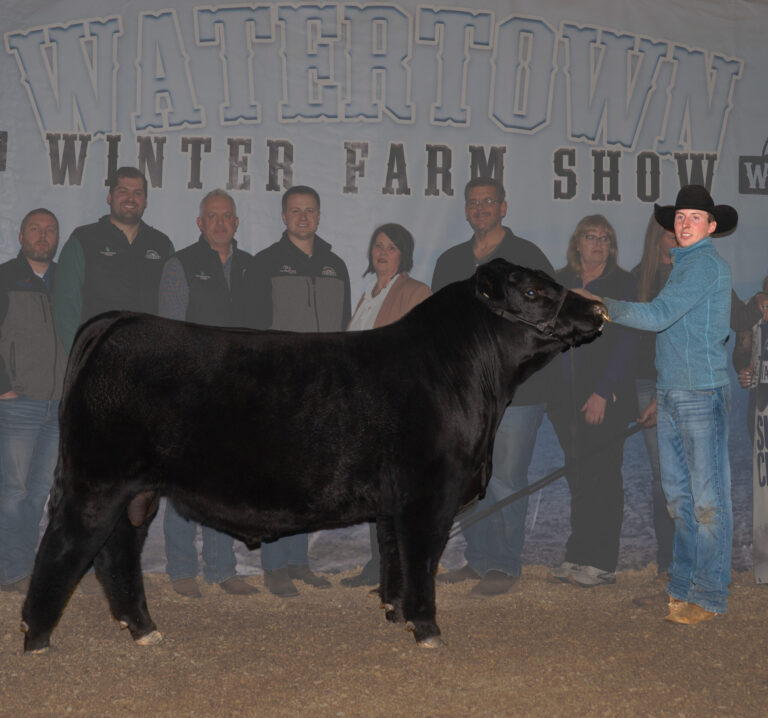 WWFS26 SupremeBull Lot 8 Kellen Land Cattle Simmental