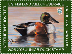 2025 2026 junior duck stamp with a northern shoveler painted by Catheryn Liang