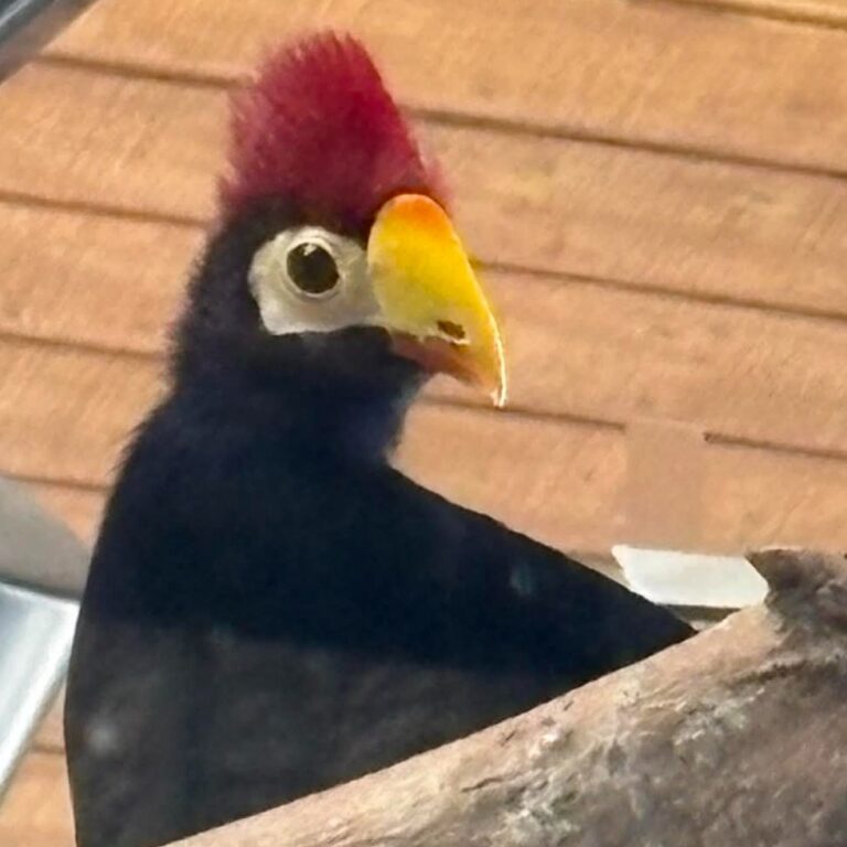 New bird 2