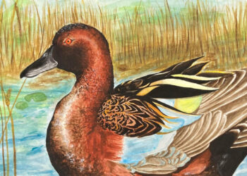 Cinnamon Teal Duck