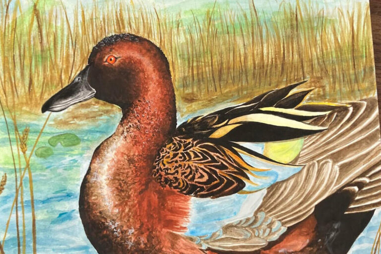 Cinnamon Teal Duck