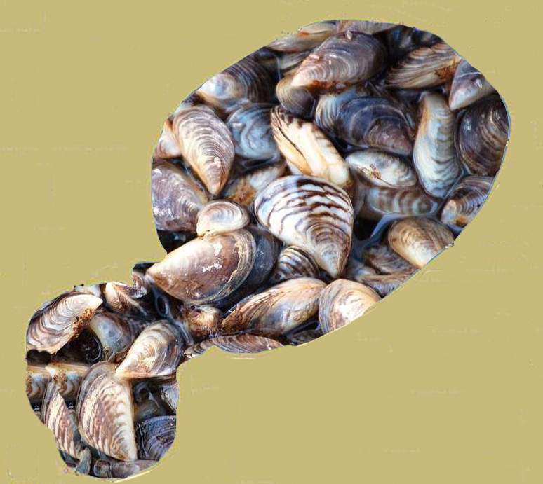 Kampeska mussels