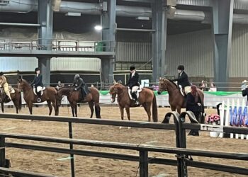 Arabian horses and riders in showring