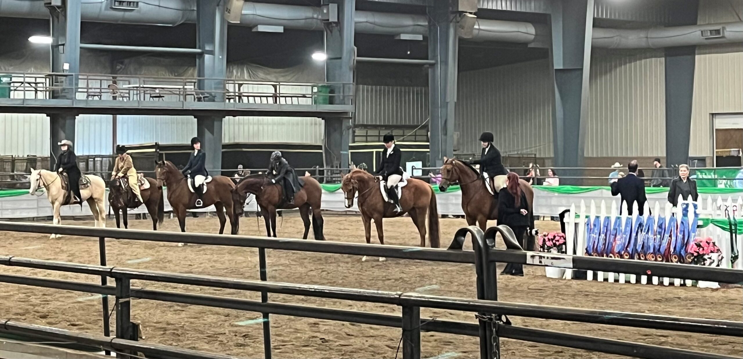 Arabian horses and riders in showring