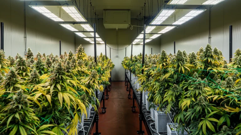 CannabisCultivation
