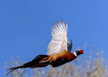 pheasant in flight