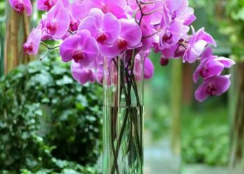 Orchids