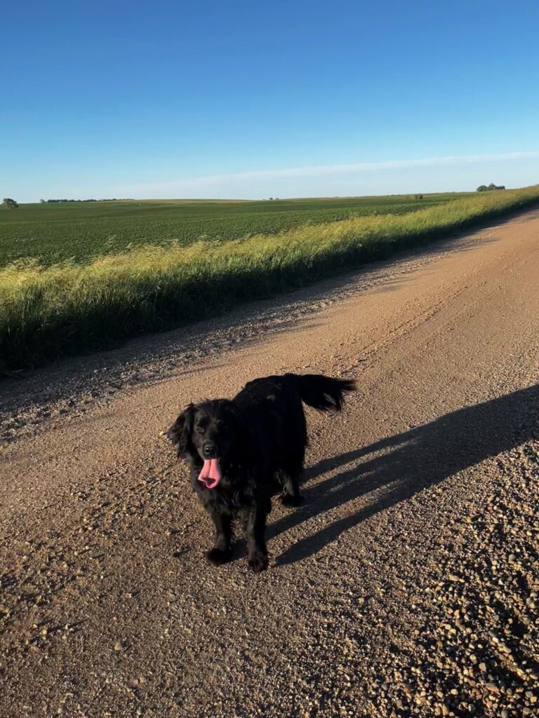 Bella out for a walk