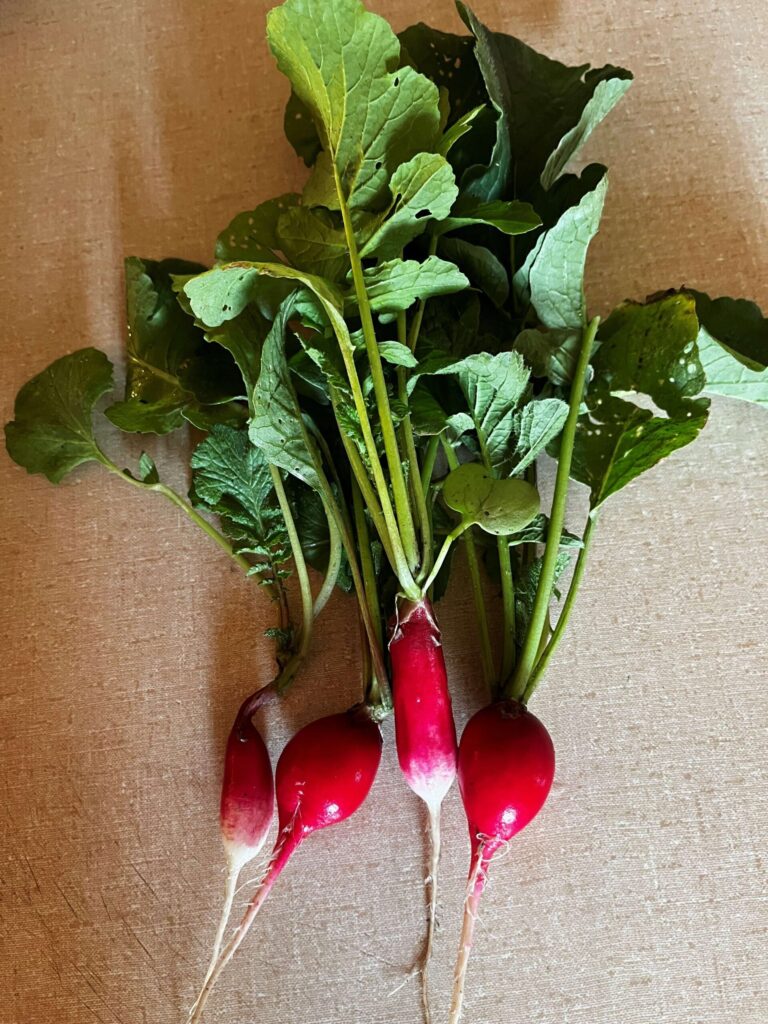 garden fresh radishes