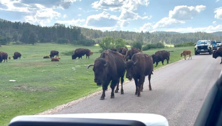 Bison in Custer State Park