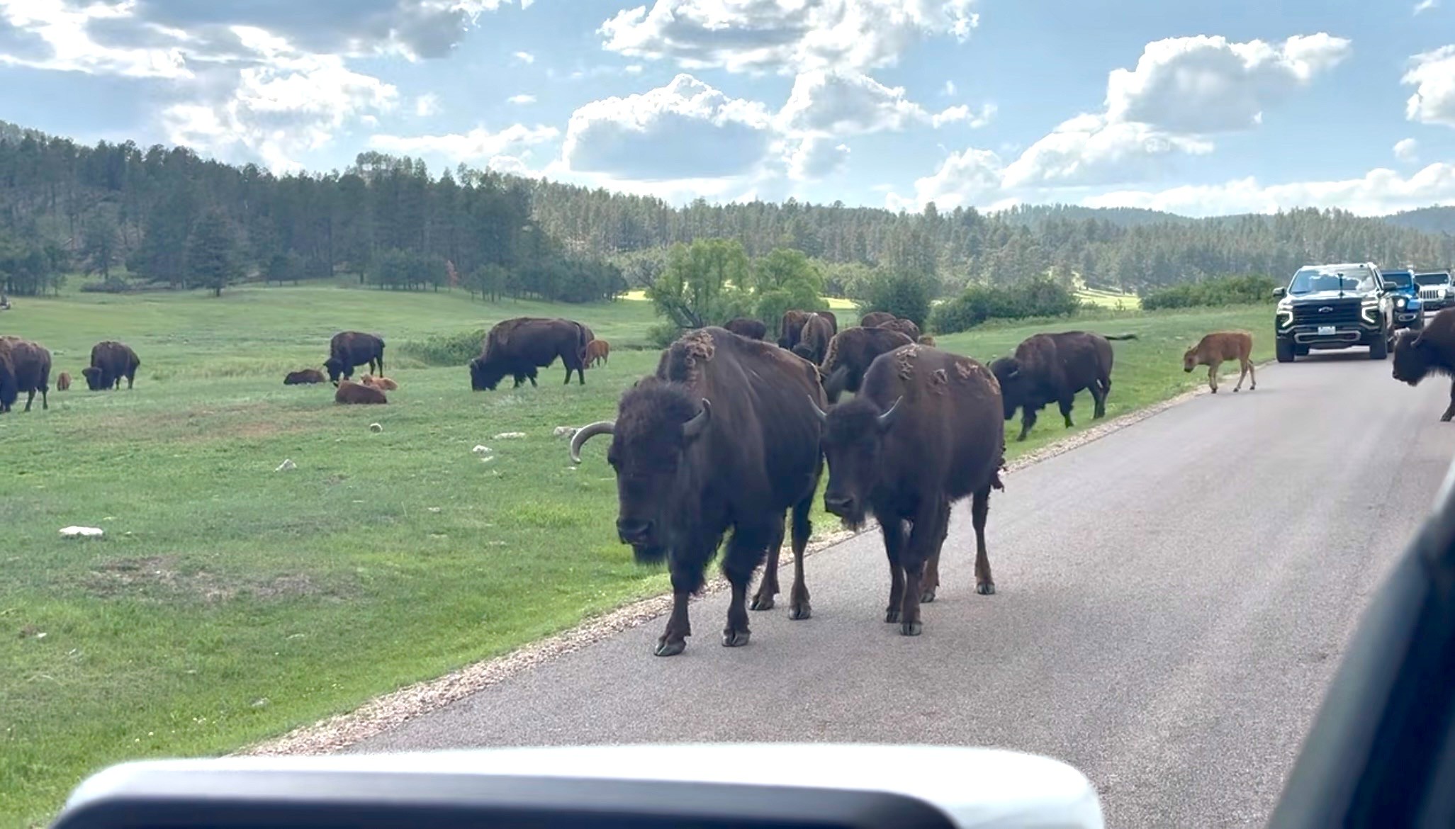 Bison in Custer State Park