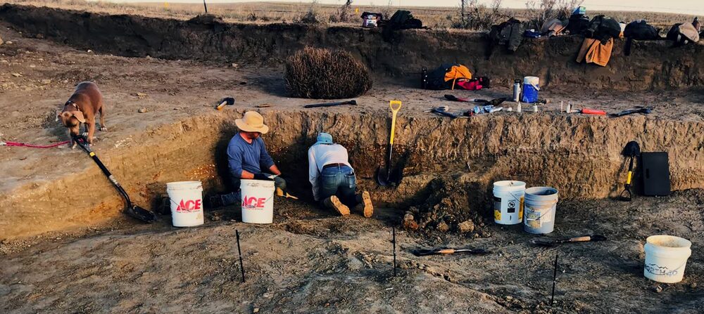 T rex Gus dig site
