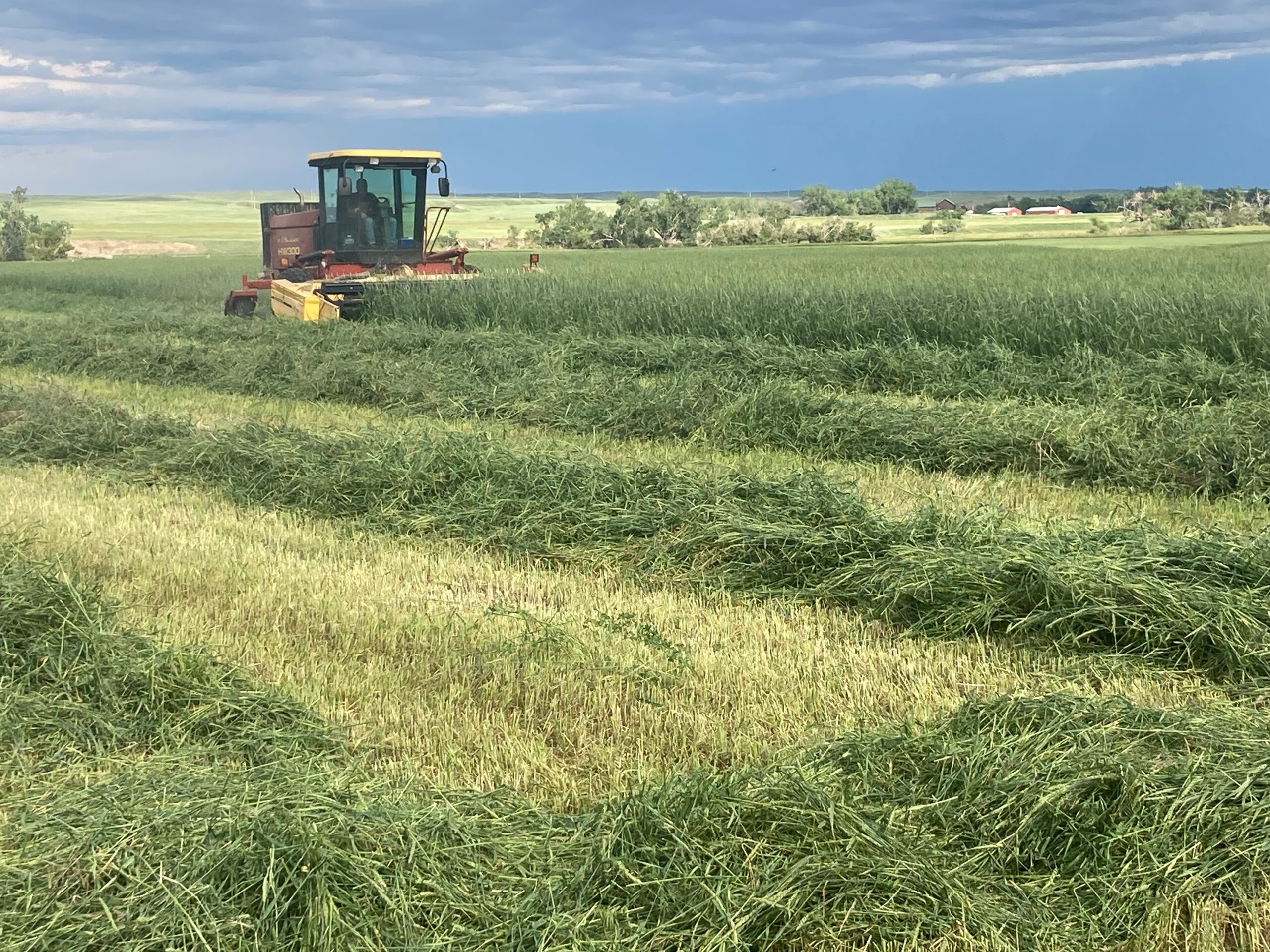cutting wheat for hay 1