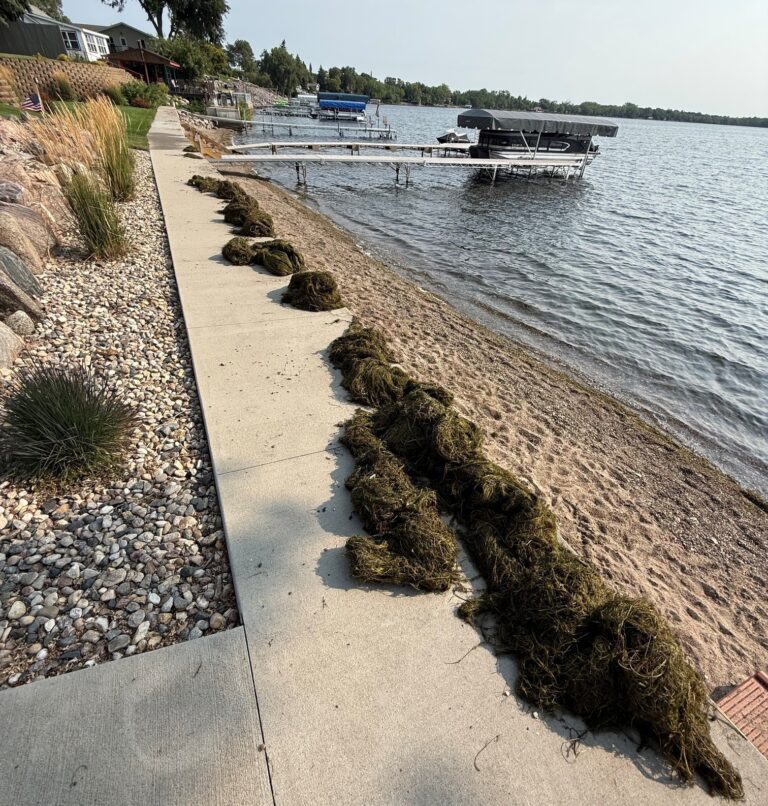 Shore weeds e1788894616646