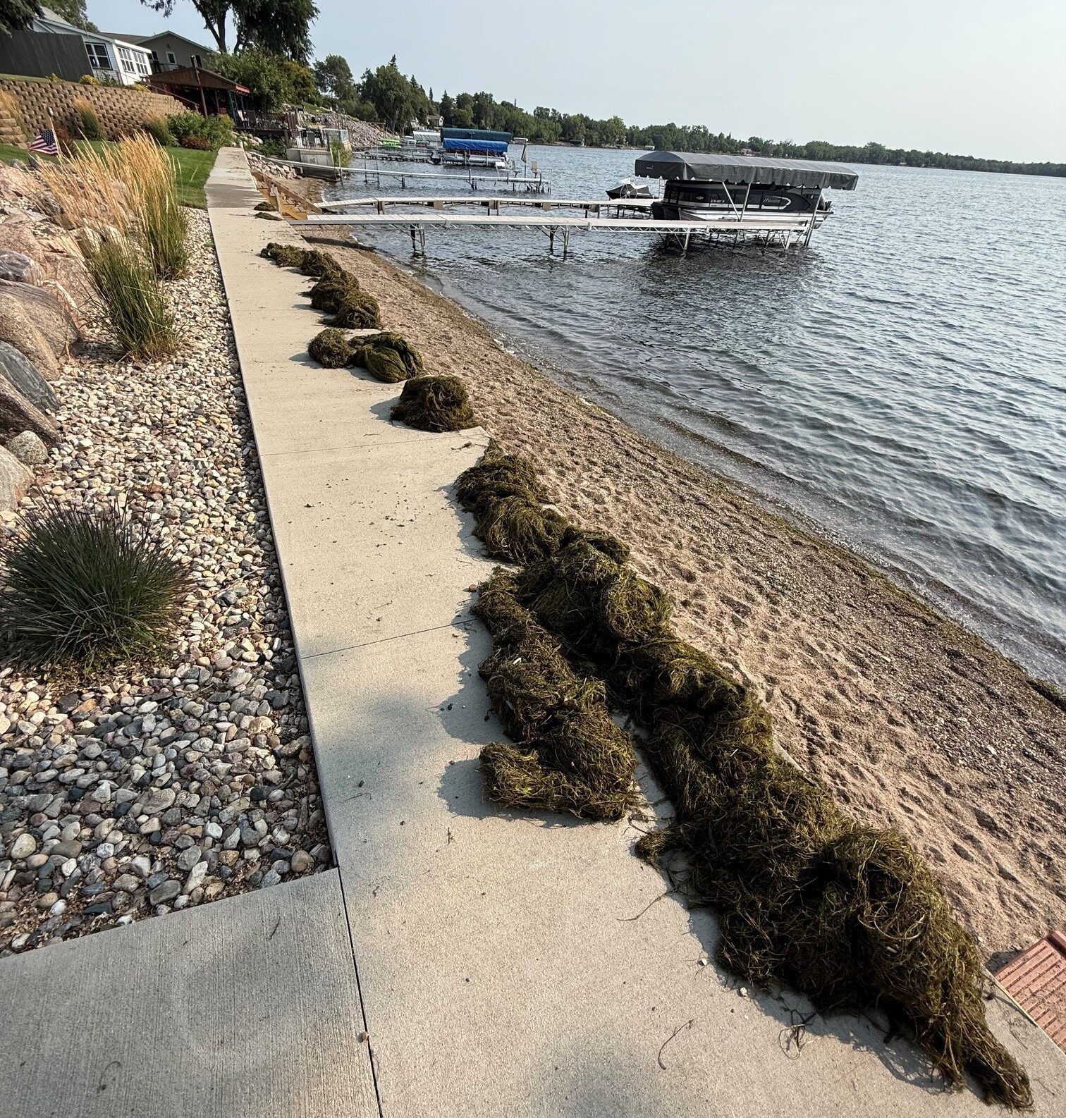 Shore weeds e1788894616646