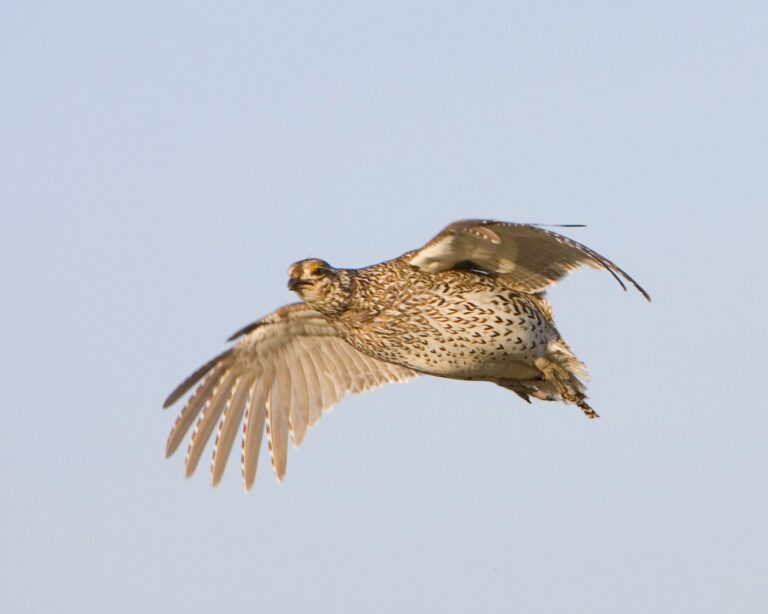 Look at the grouse